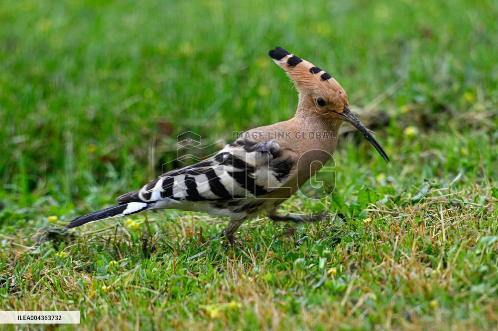 Hoopoe - France