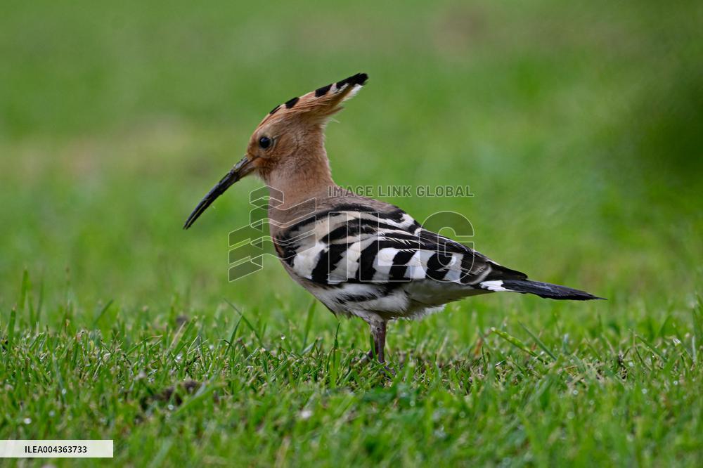 Hoopoe - France