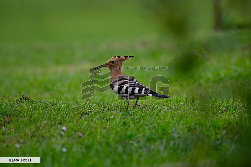 Hoopoe - France