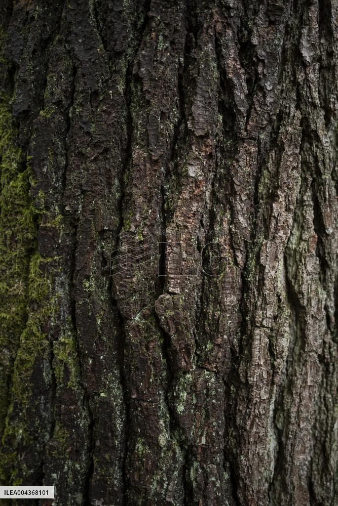 Illustration Environment - Morvan