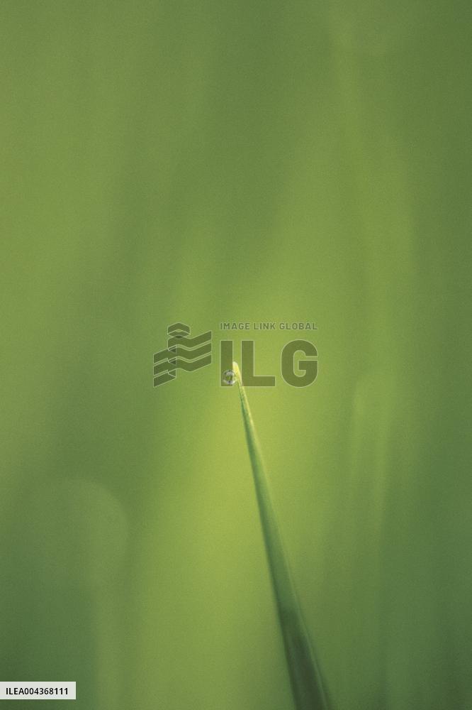 Illustration Environment - Morvan