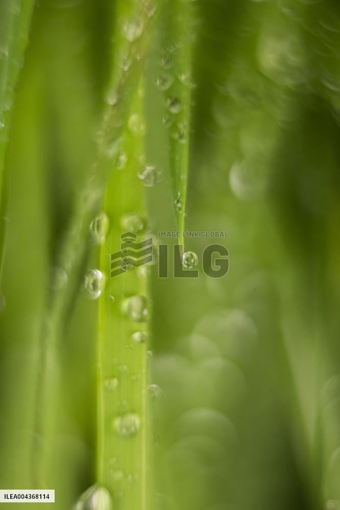 Illustration Environment - Morvan