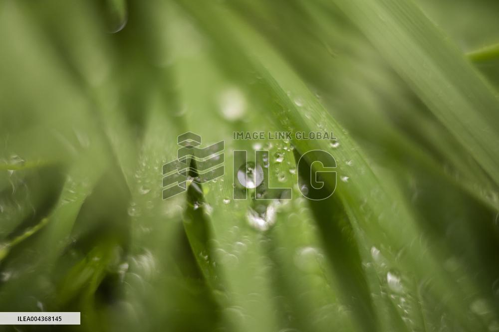 Illustration Environment - Morvan