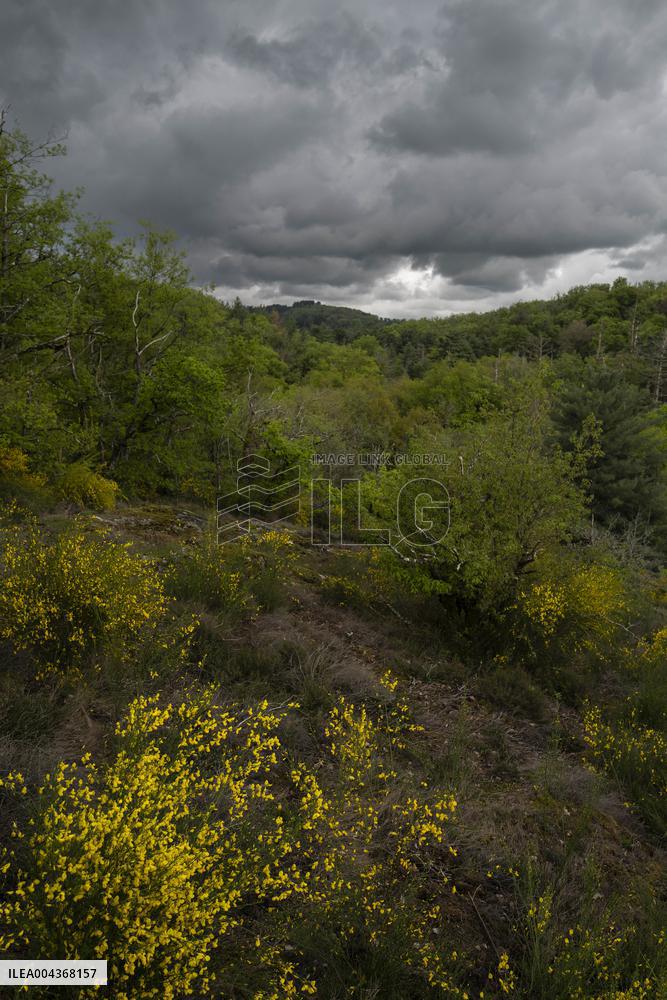 Illustration Environment - Morvan