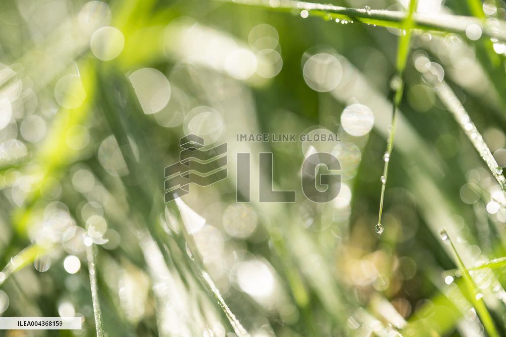 Illustration Environment - Morvan