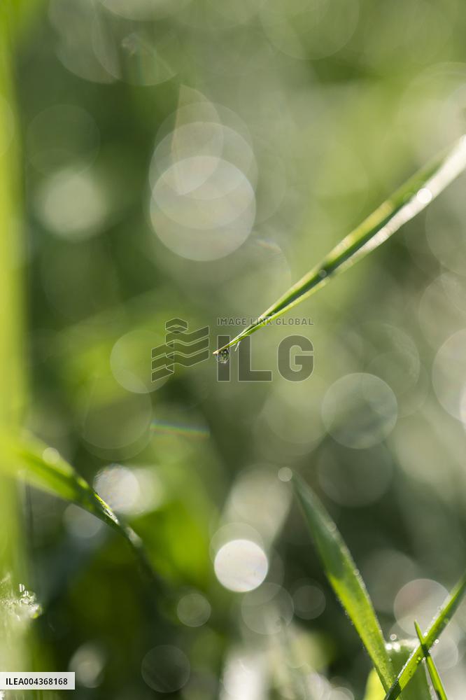 Illustration Environment - Morvan