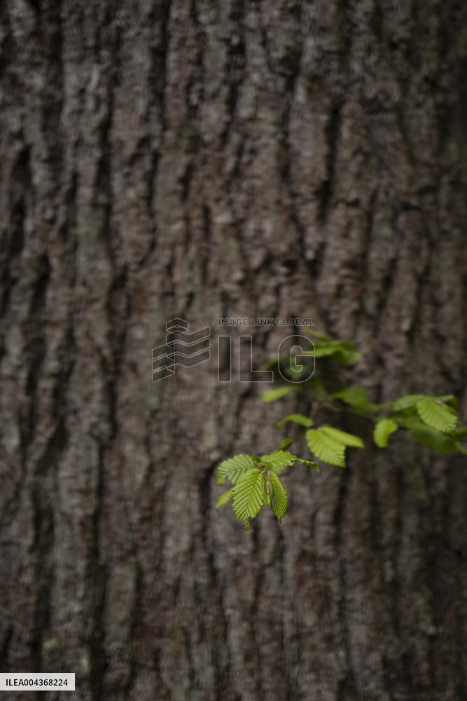 Illustration Environment - Morvan