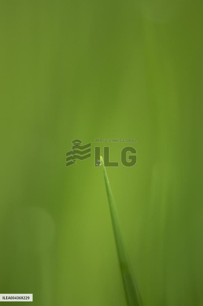 Illustration Environment - Morvan