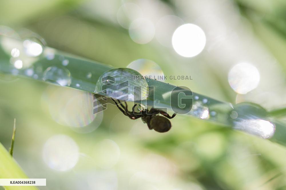 Illustration Environment - Morvan