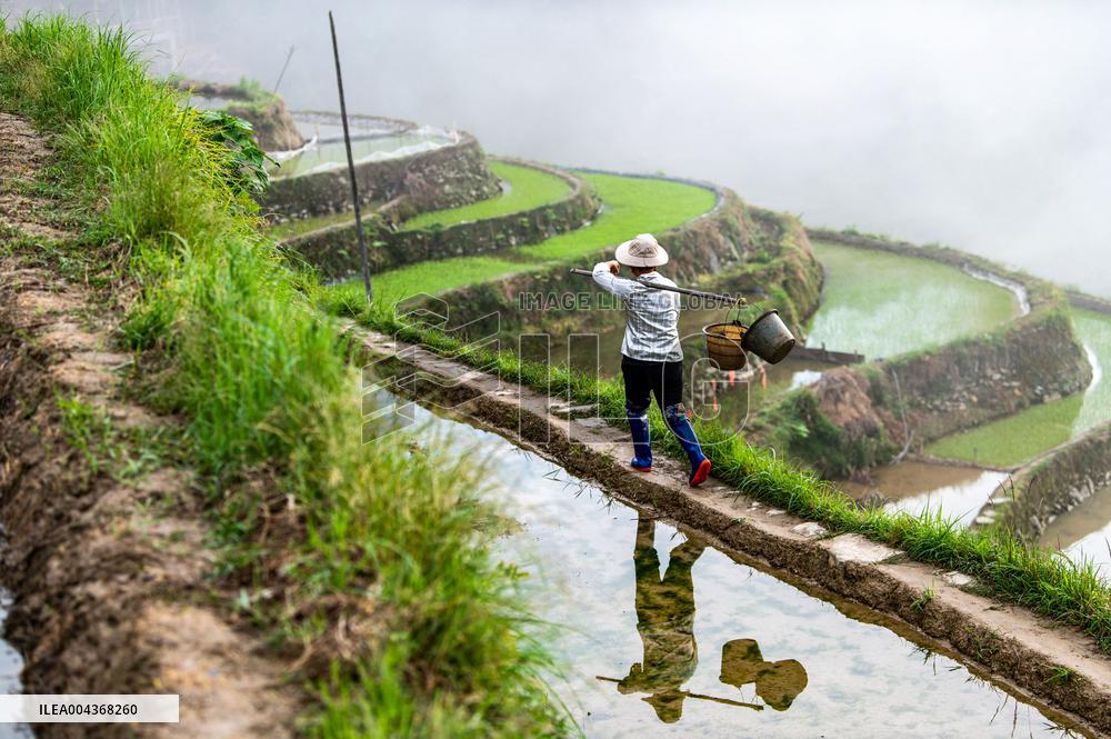 Terraced fields in China