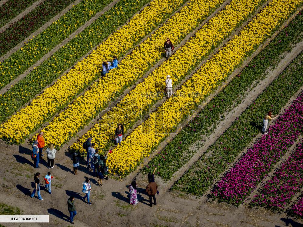 Tulip Fields - Netherlands