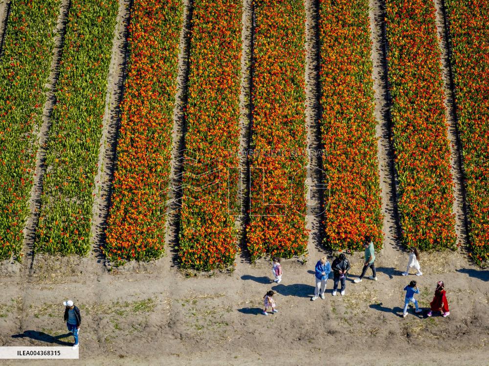 Tulip Fields - Netherlands