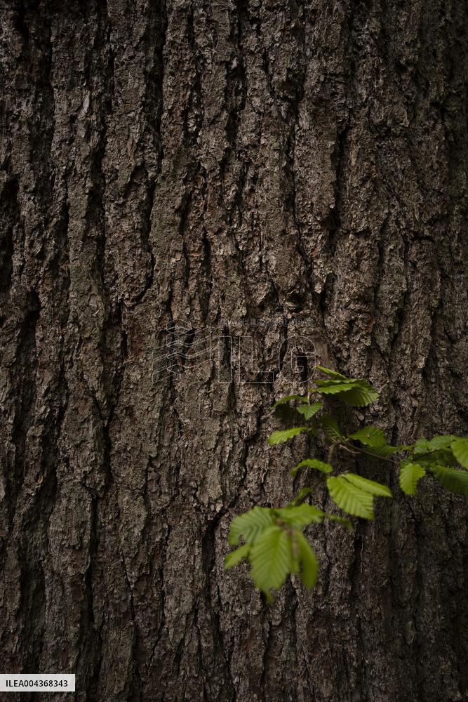 Illustration Environment - Morvan