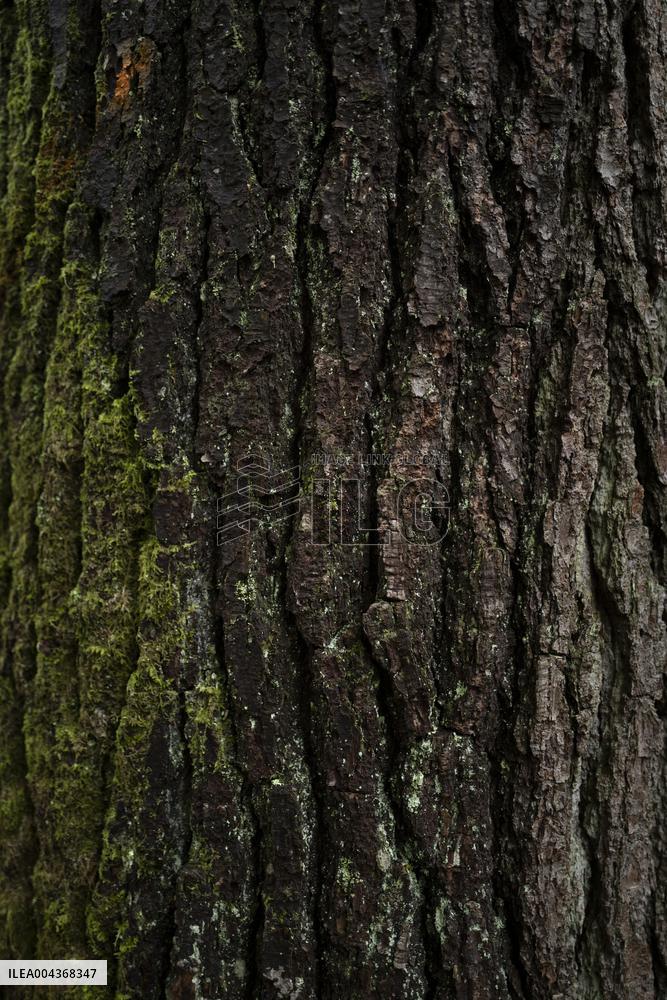 Illustration Environment - Morvan