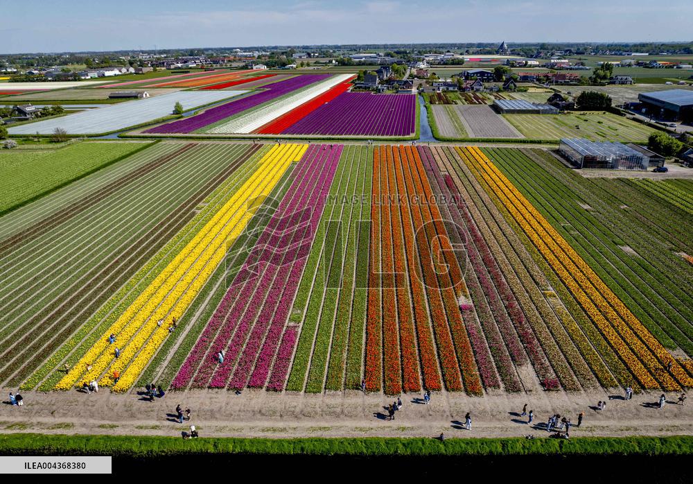 Tulip Fields - Netherlands