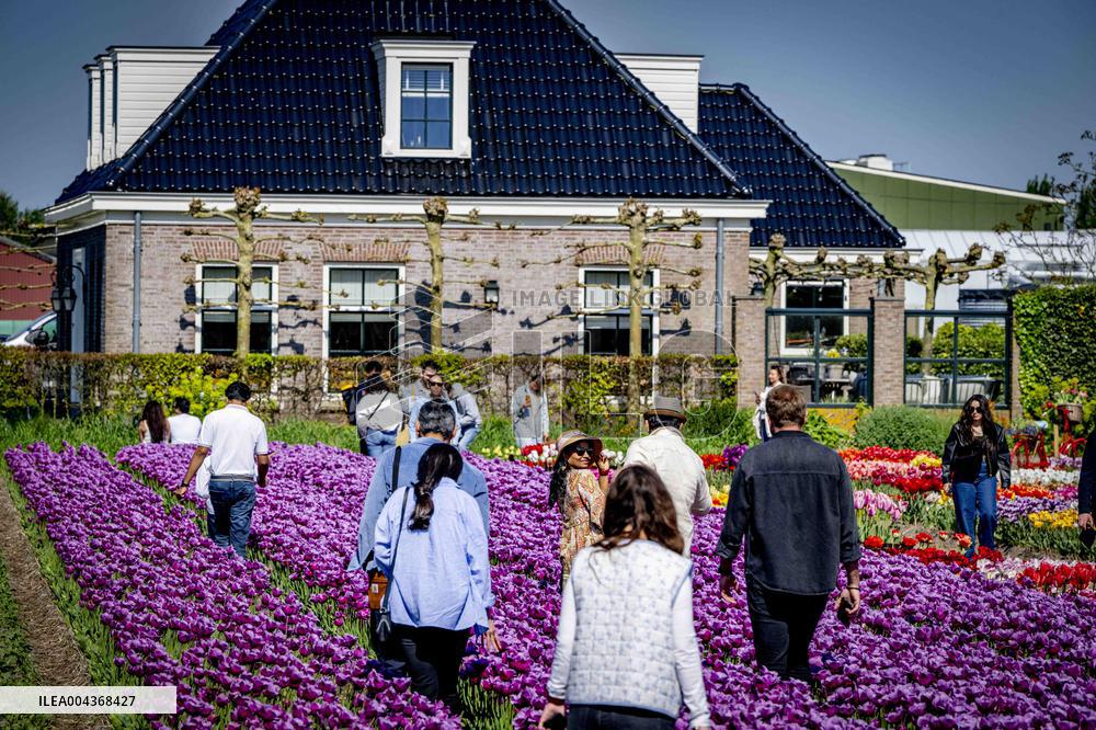 Tulip Fields - Netherlands