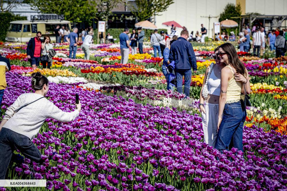 Tulip Fields - Netherlands