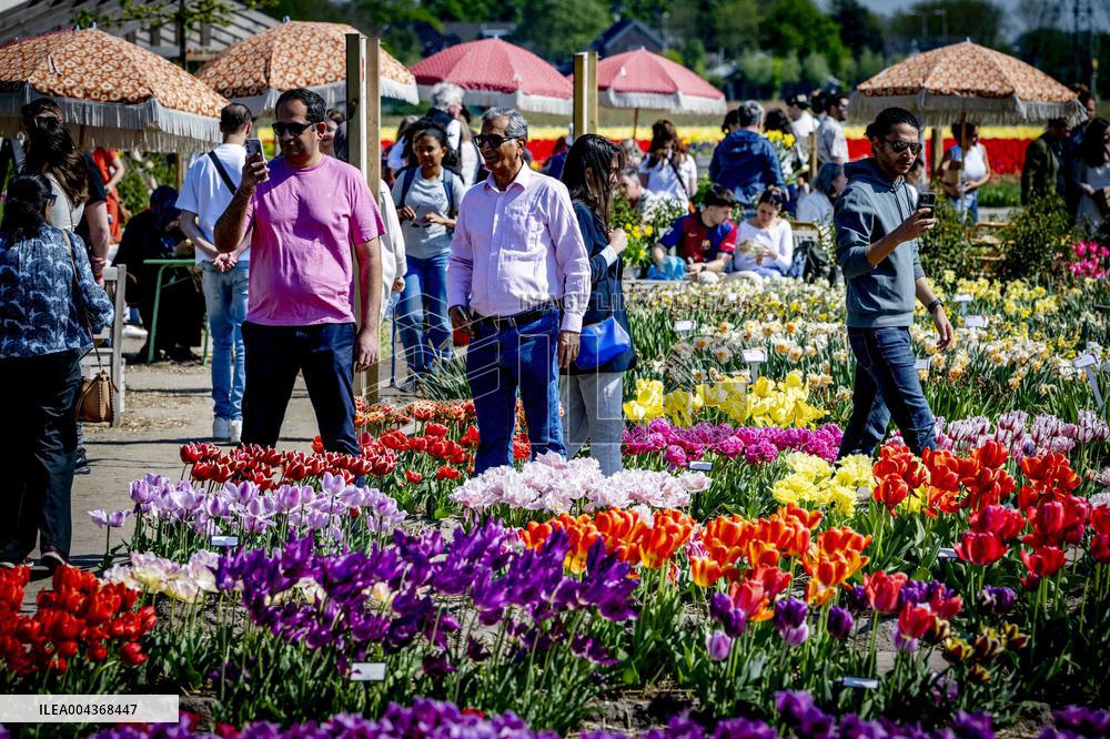 Tulip Fields - Netherlands