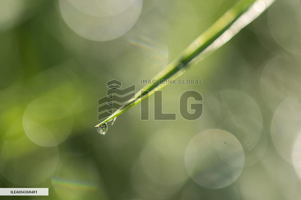 Illustration Environment - Morvan