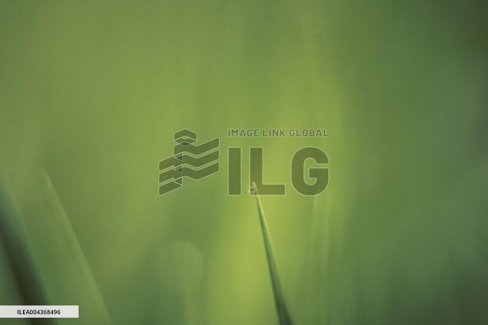 Illustration Environment - Morvan