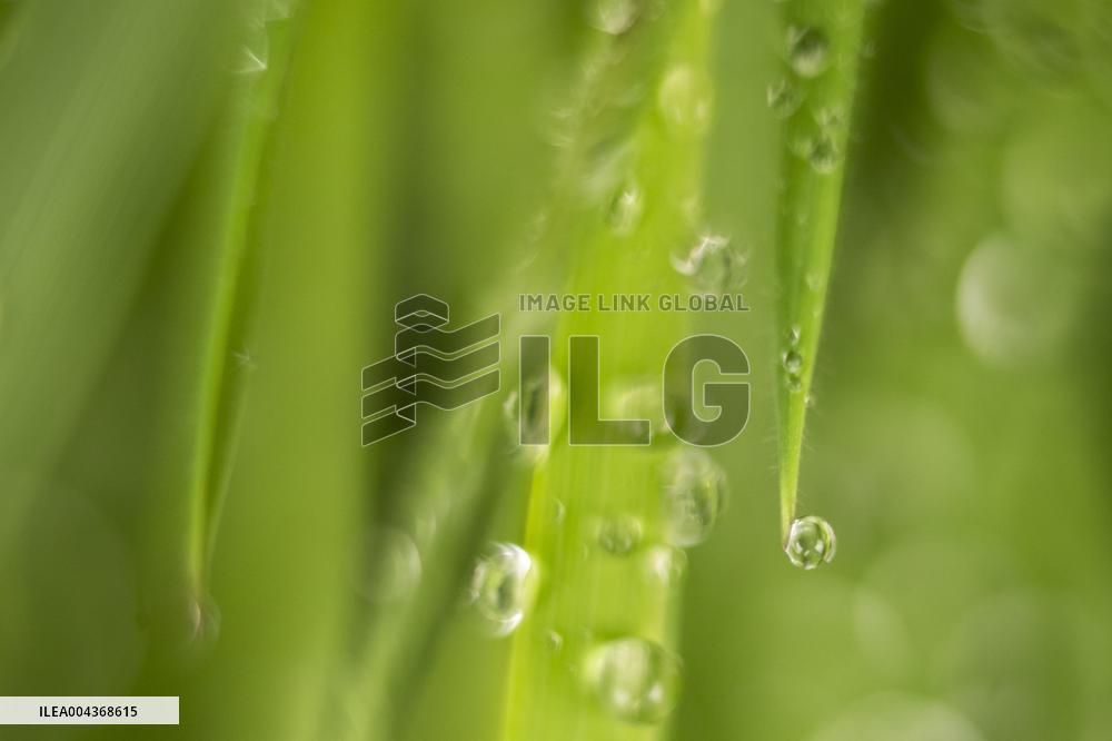 Illustration Environment - Morvan