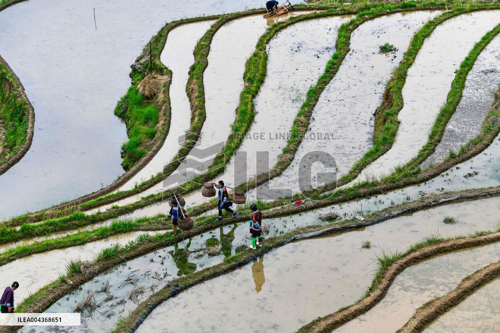 Terraced fields in China