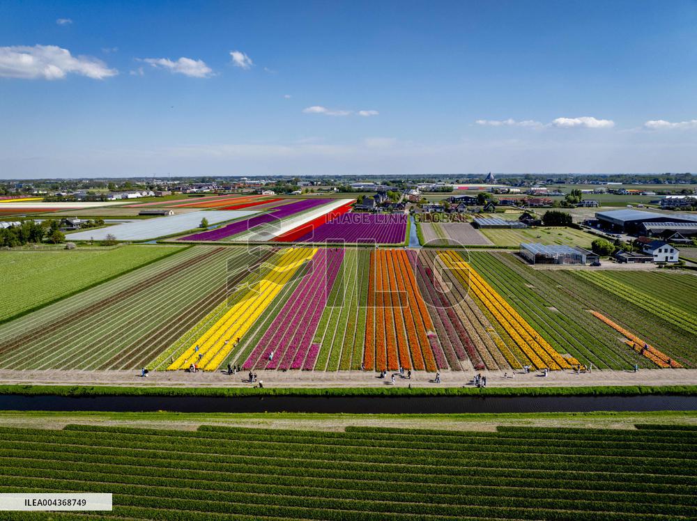 Tulip Fields - Netherlands