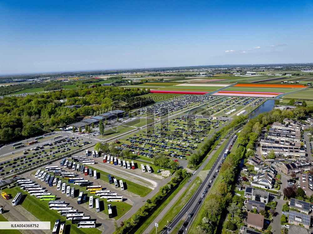 Tulip Fields - Netherlands