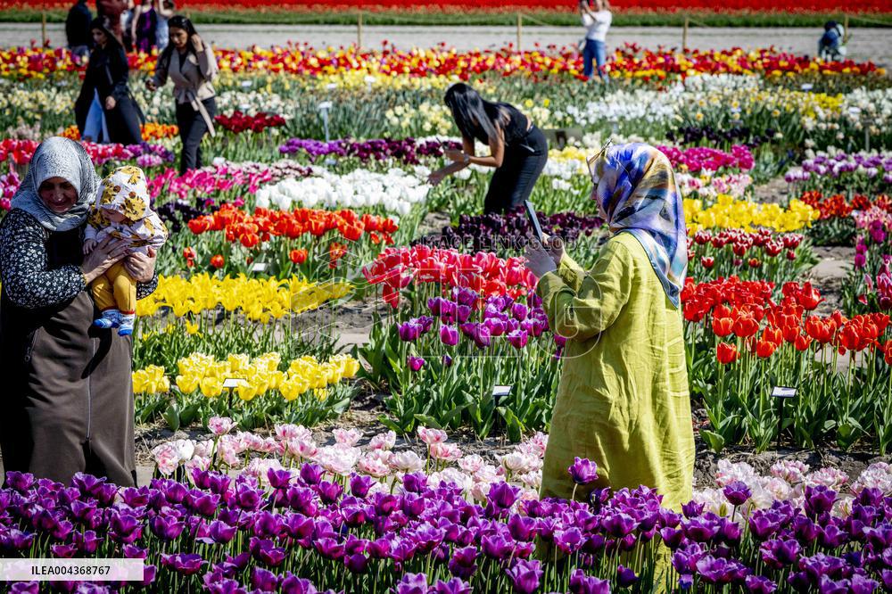 Tulip Fields - Netherlands