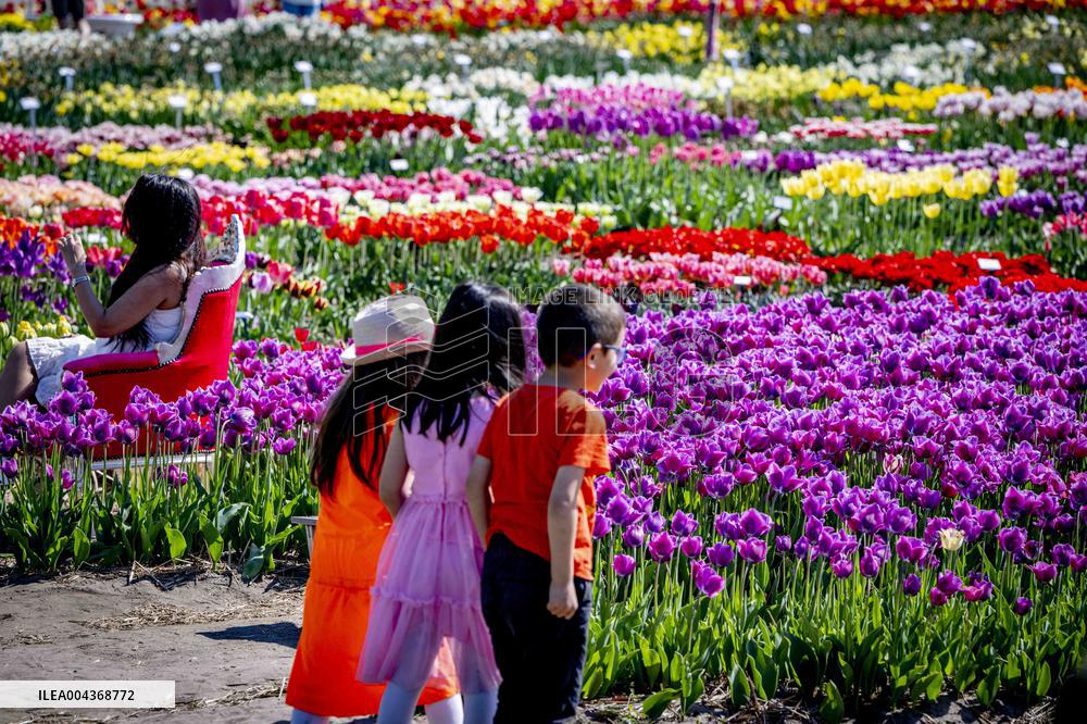 Tulip Fields - Netherlands