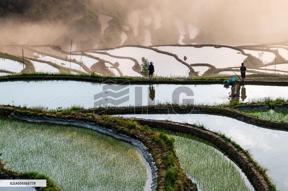Terraced fields in China