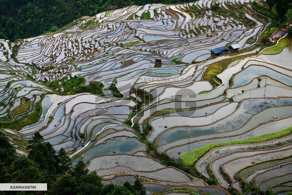 Terraced fields in China