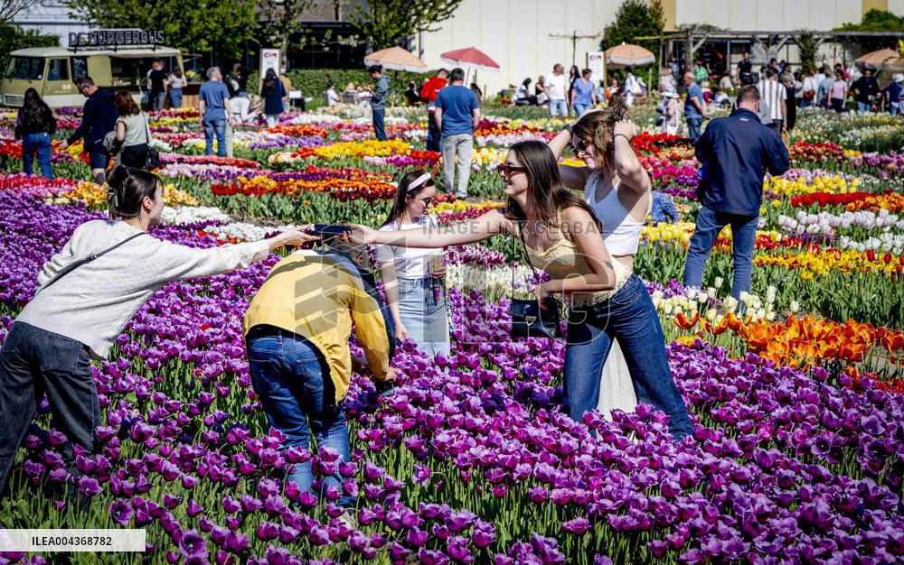 Tulip Fields - Netherlands