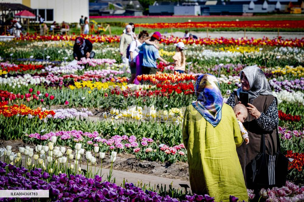 Tulip Fields - Netherlands