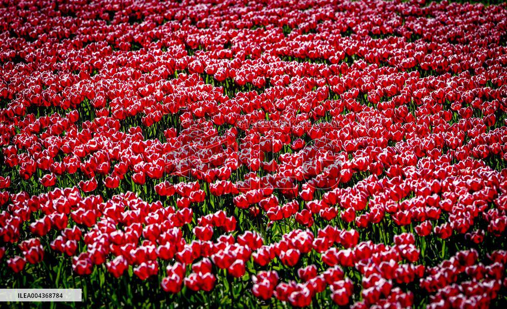 Tulip Fields - Netherlands