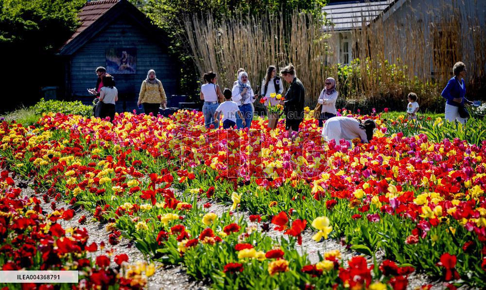 Tulip Fields - Netherlands