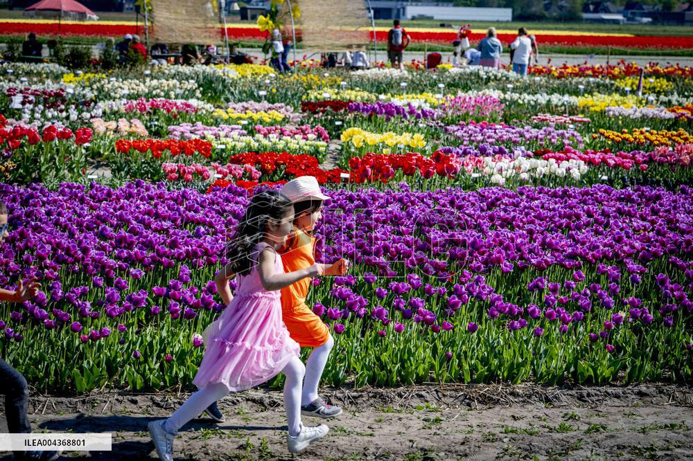 Tulip Fields - Netherlands