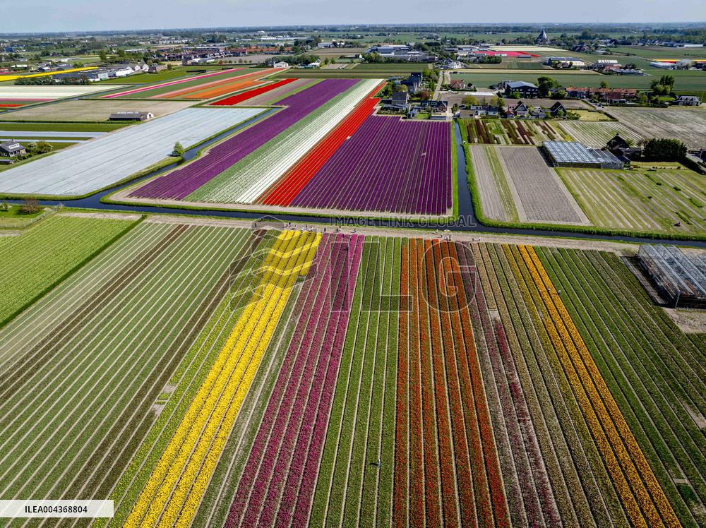 Tulip Fields - Netherlands