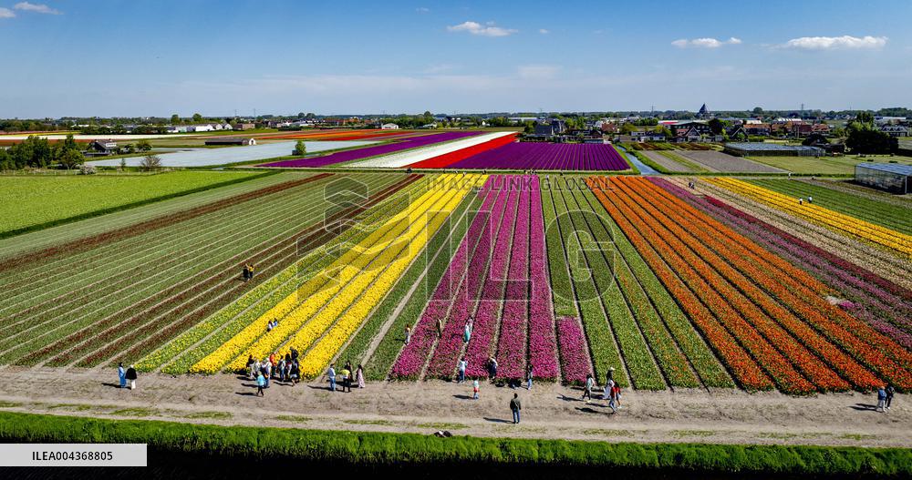 Tulip Fields - Netherlands