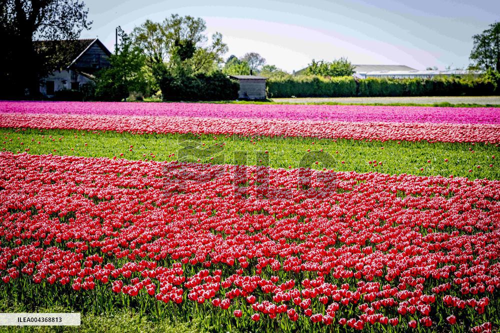 Tulip Fields - Netherlands