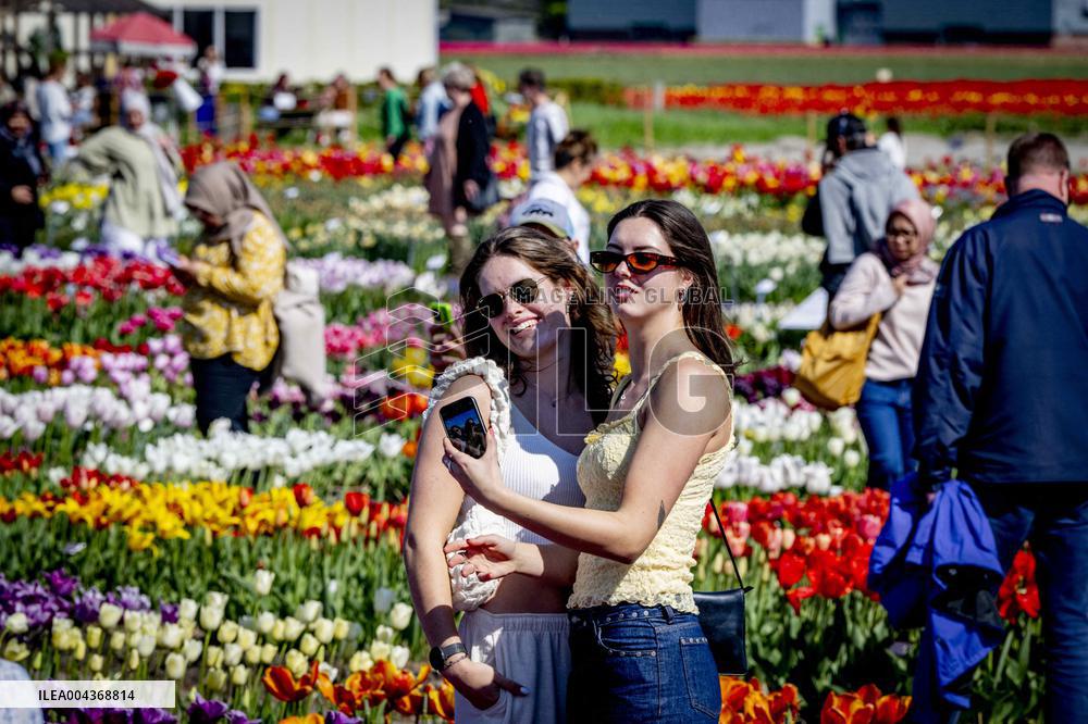 Tulip Fields - Netherlands