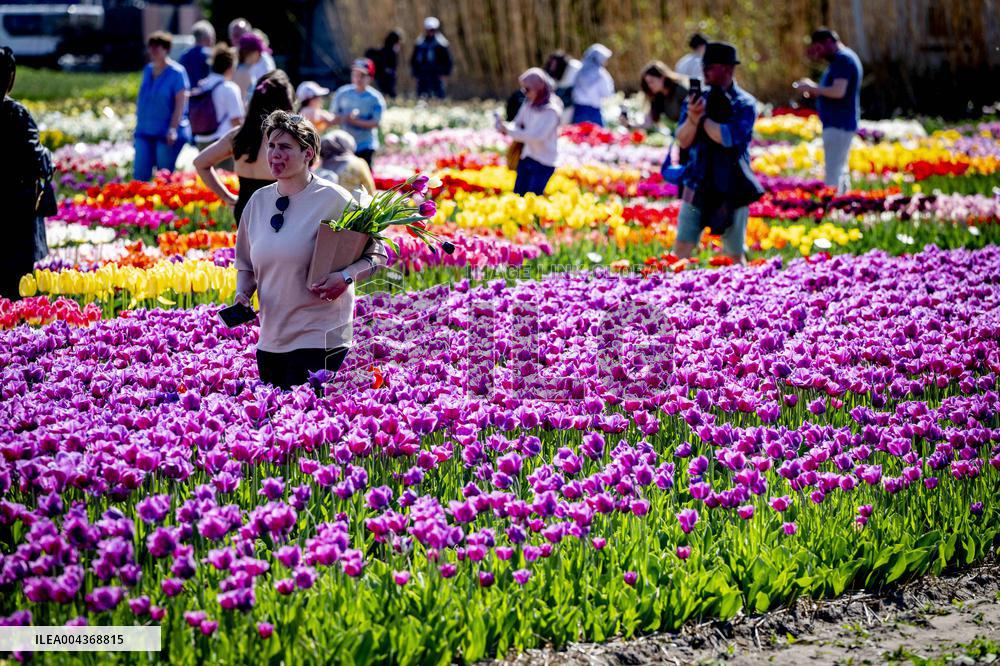 Tulip Fields - Netherlands