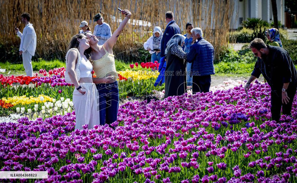 Tulip Fields - Netherlands