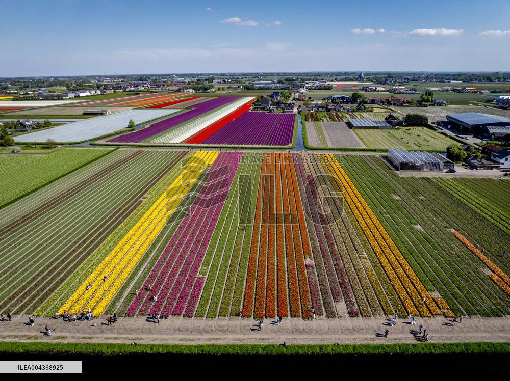 Tulip Fields - Netherlands