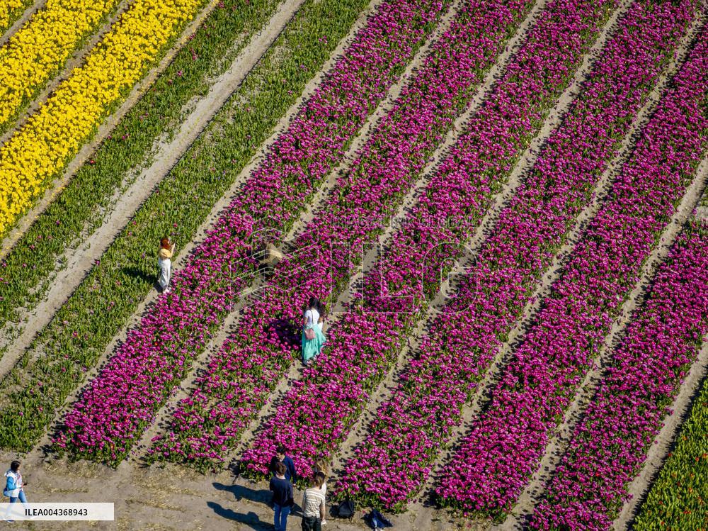 Tulip Fields - Netherlands