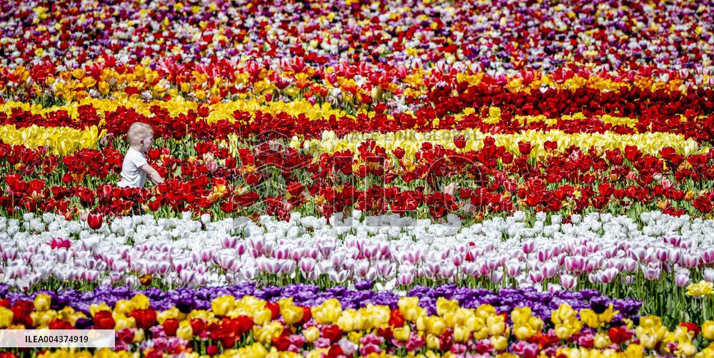Tourists Visit Tulip Fields - Netherlands