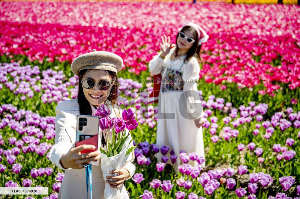 Tourists Visit Tulip Fields - Netherlands