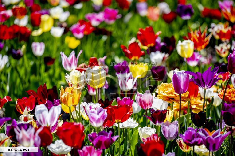 Tourists Visit Tulip Fields - Netherlands