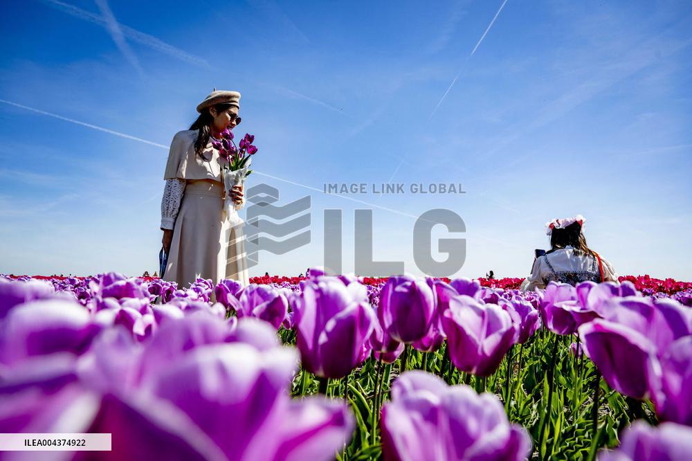Tourists Visit Tulip Fields - Netherlands