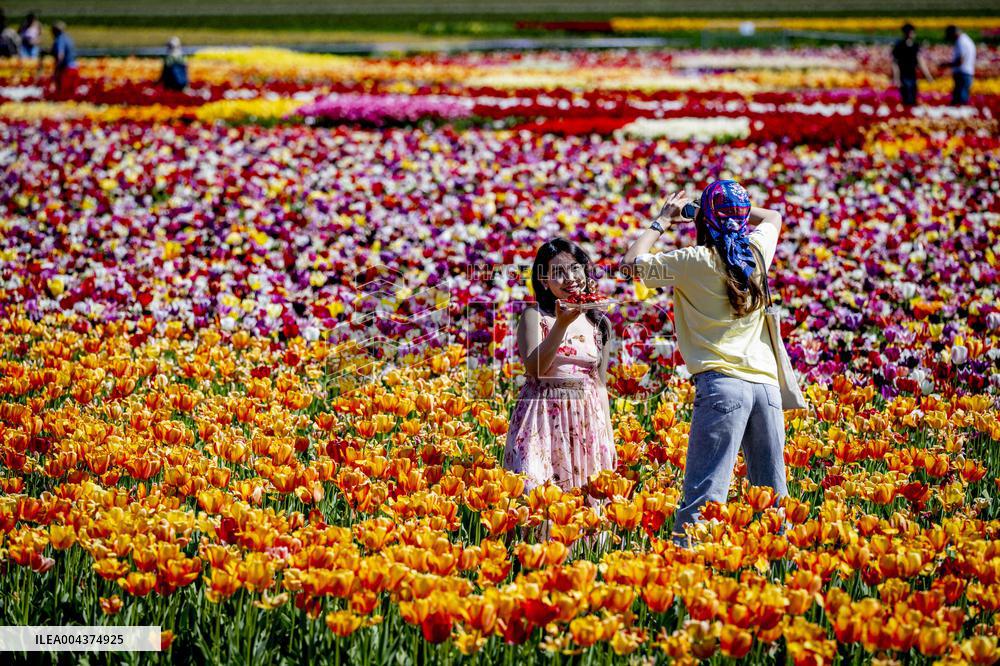 Tourists Visit Tulip Fields - Netherlands